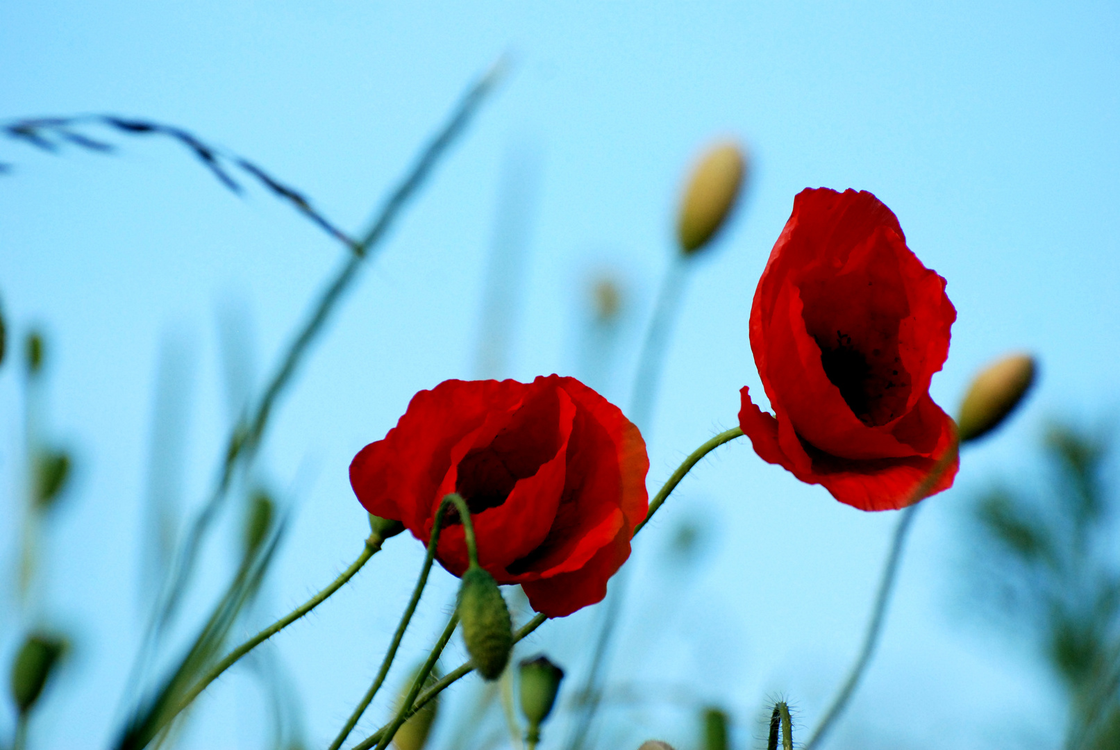 Mohn