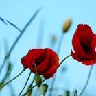 Mohn