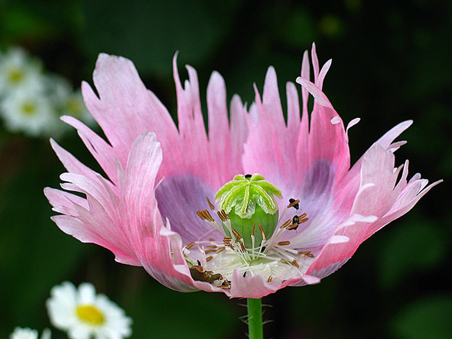 Mohn