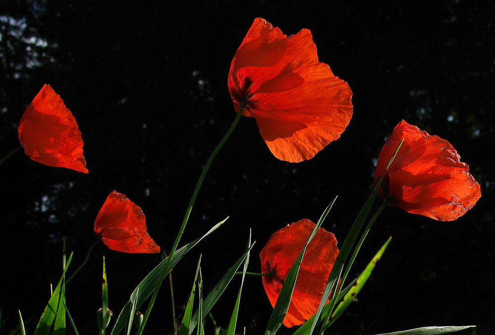 Mohn-Familie