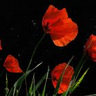 Mohn-Familie