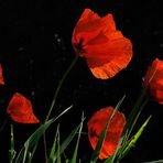 Mohn-Familie