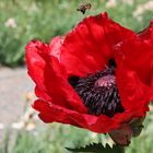 Mohn - Familie der Papaveraceae