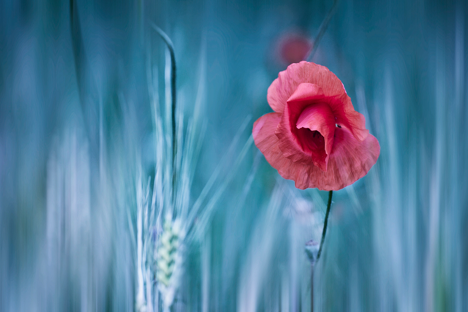 Mohn-Fantasie