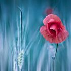 Mohn-Fantasie