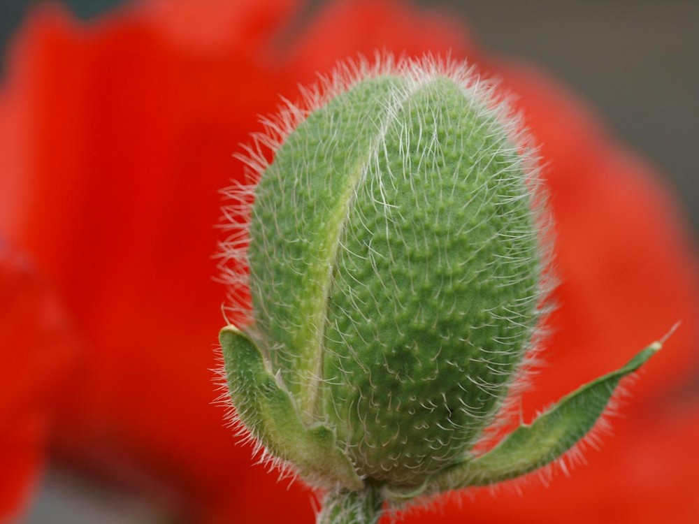 Mohn-Farben