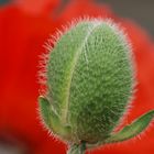 Mohn-Farben