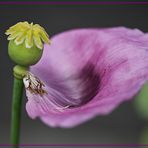 Mohn - fast verblüht