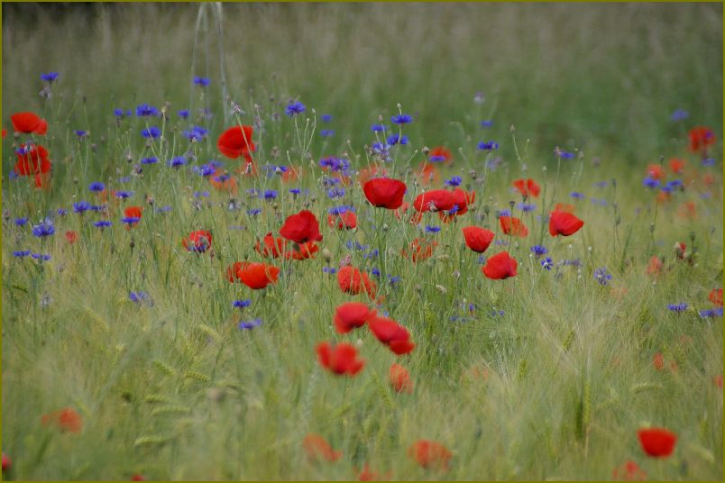 Mohn - Faszination in Rot