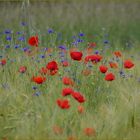 Mohn - Faszination in Rot