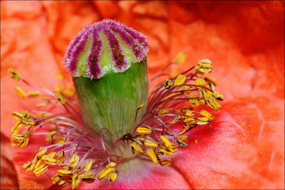 Mohn***