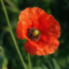 Mohn