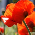 Mohn