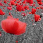 Mohn