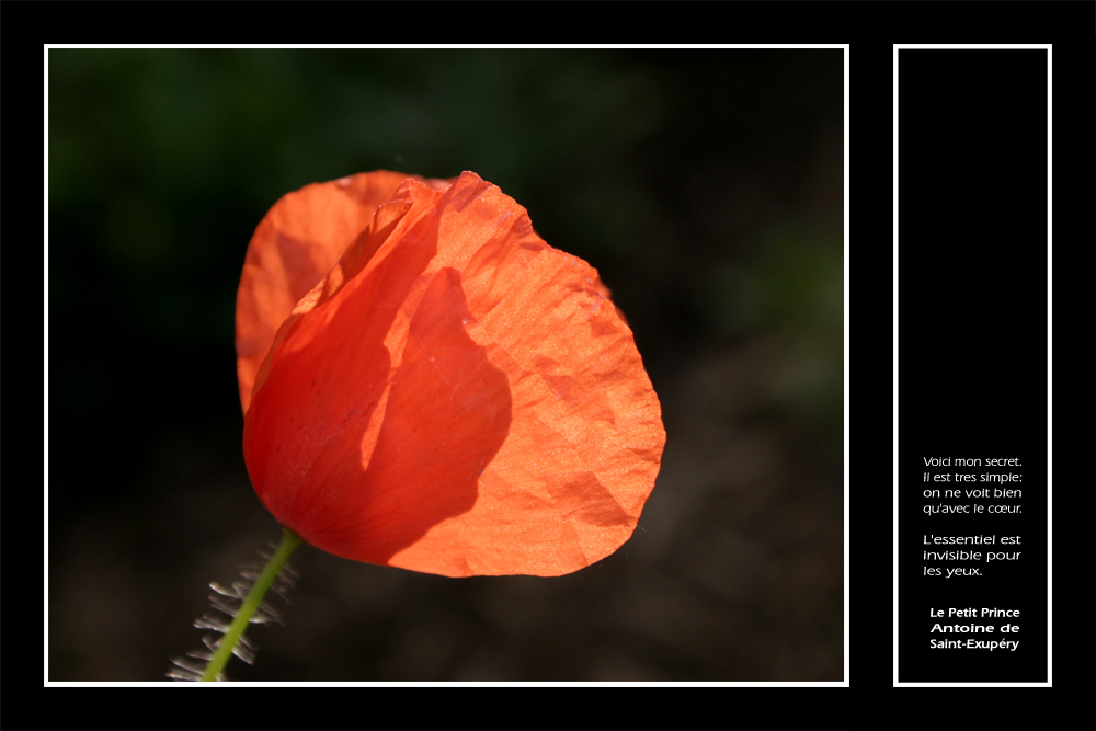 Mohn