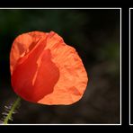 Mohn