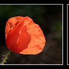 Mohn