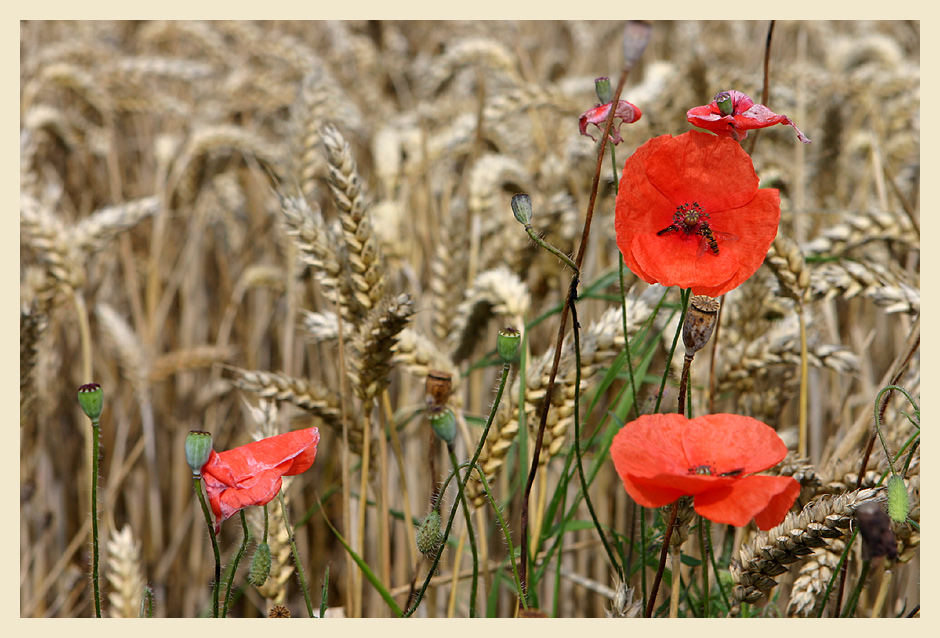 Mohn