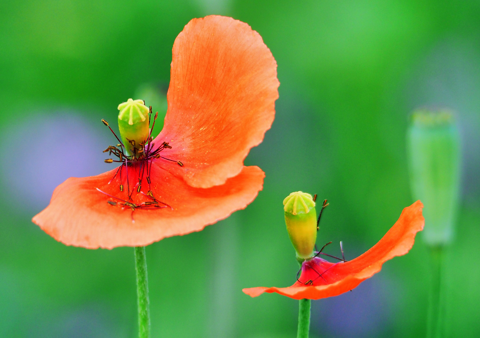 mohn ...