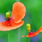 mohn ...