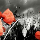 Mohn