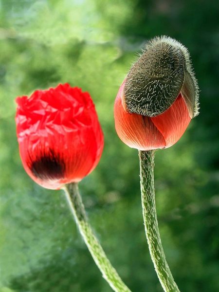 Mohn