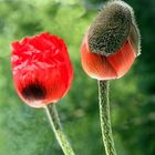 Mohn