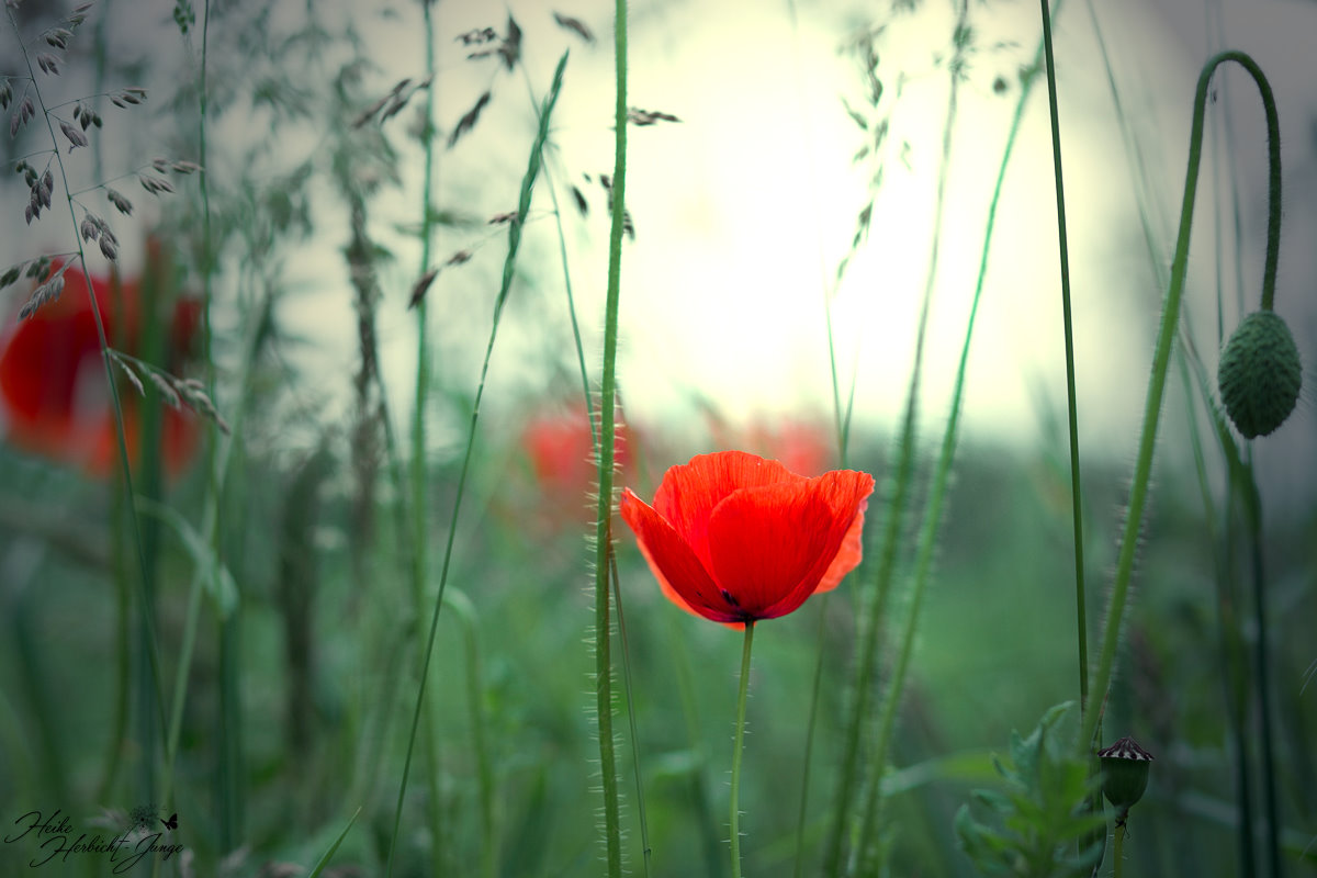 Mohn