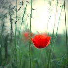 Mohn