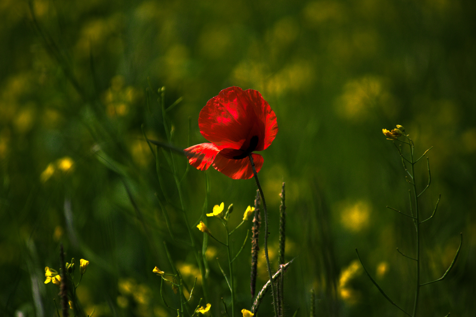 Mohn