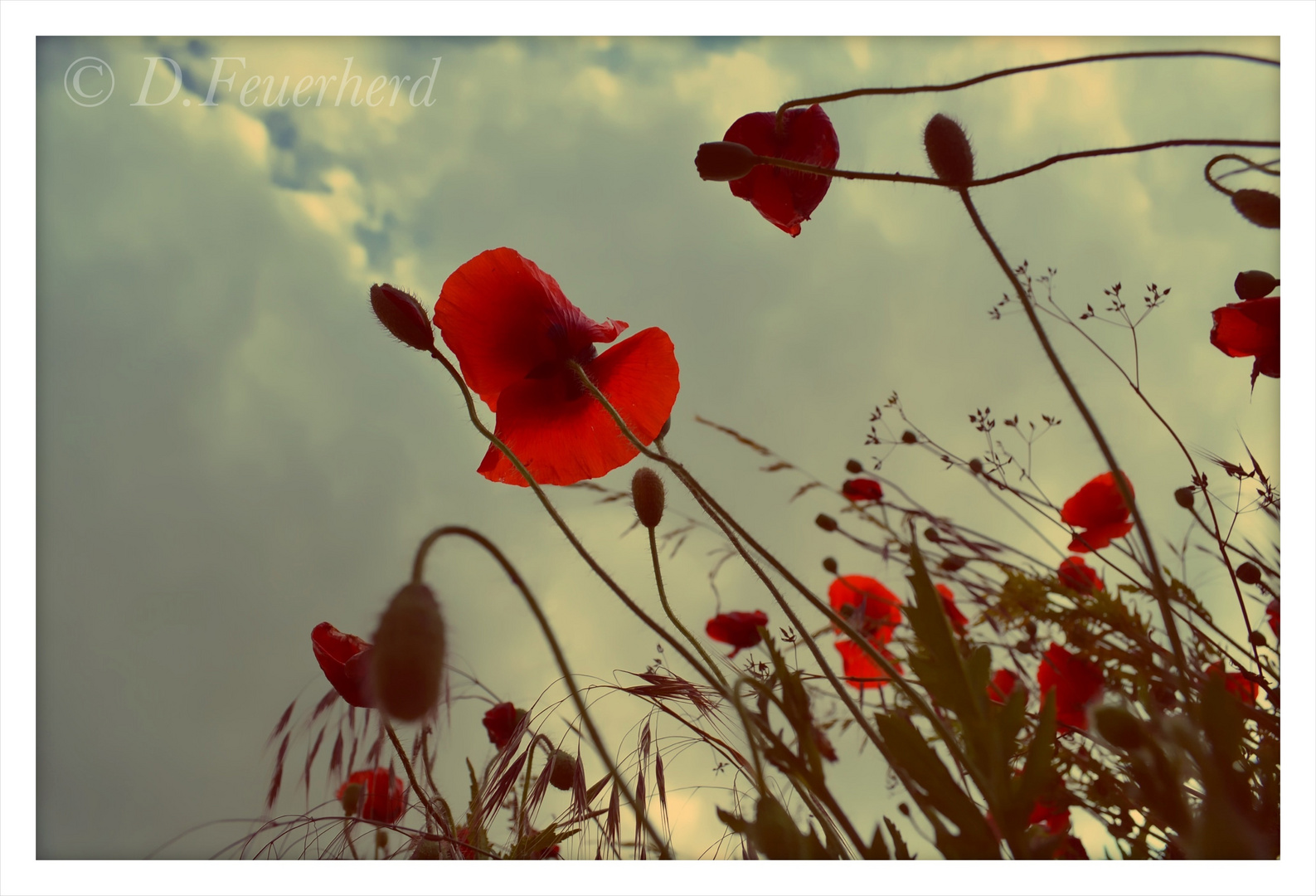 Mohn