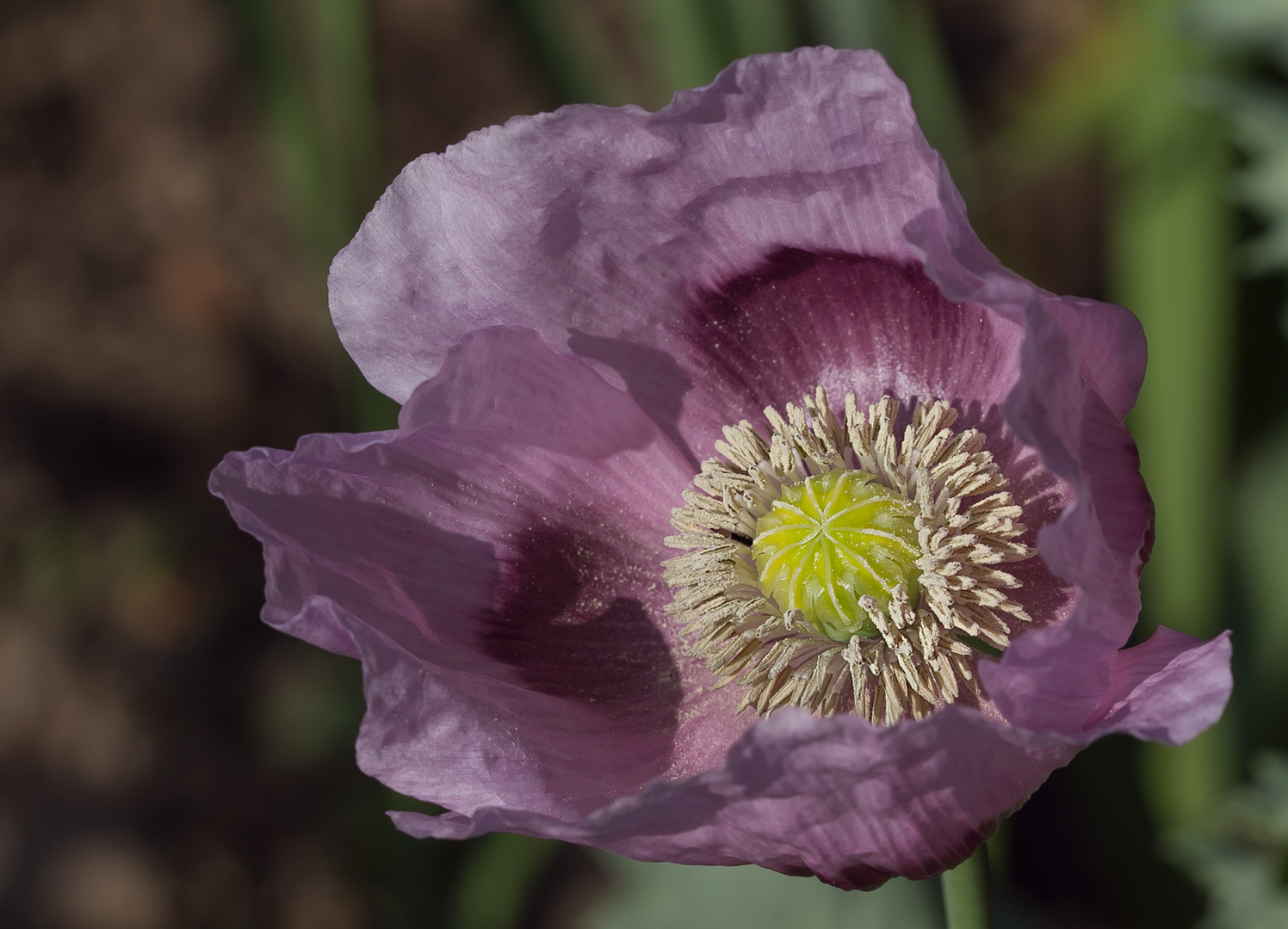 Mohn