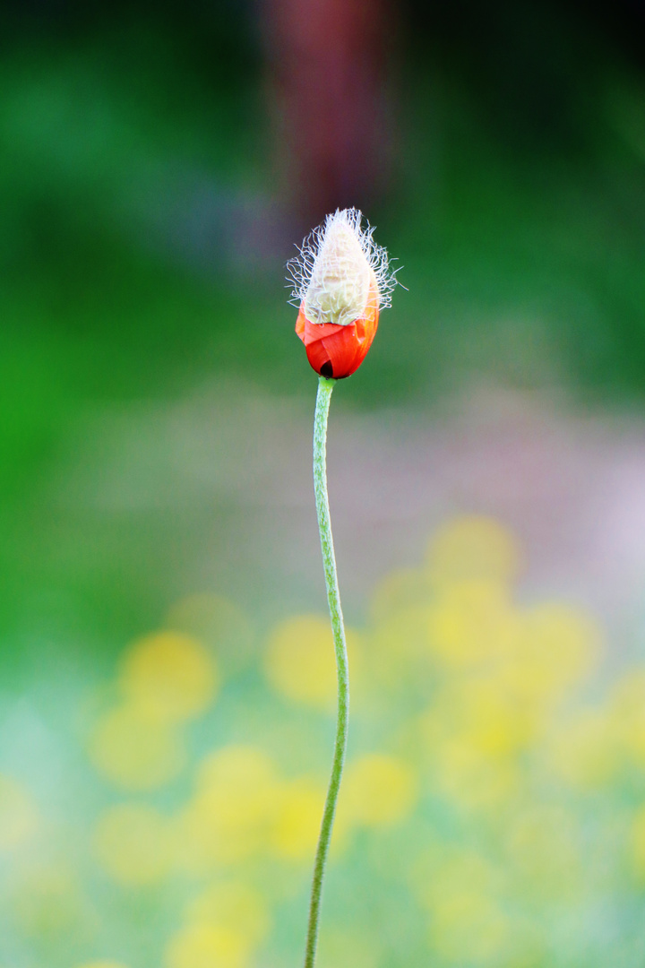 Mohn