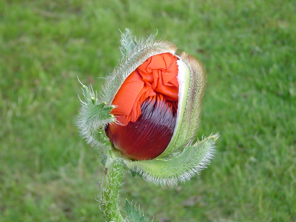 Mohn