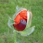 Mohn