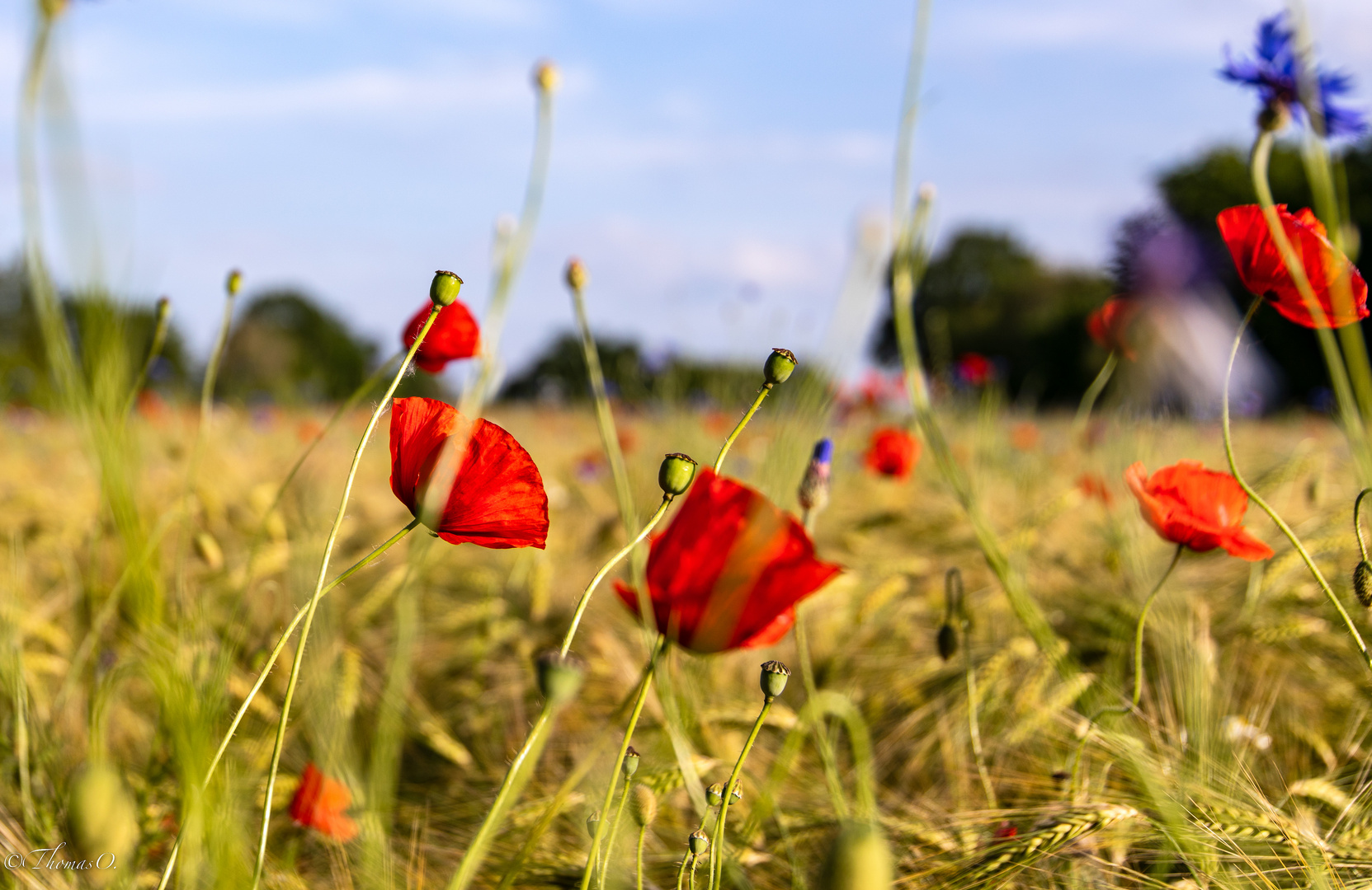 Mohn