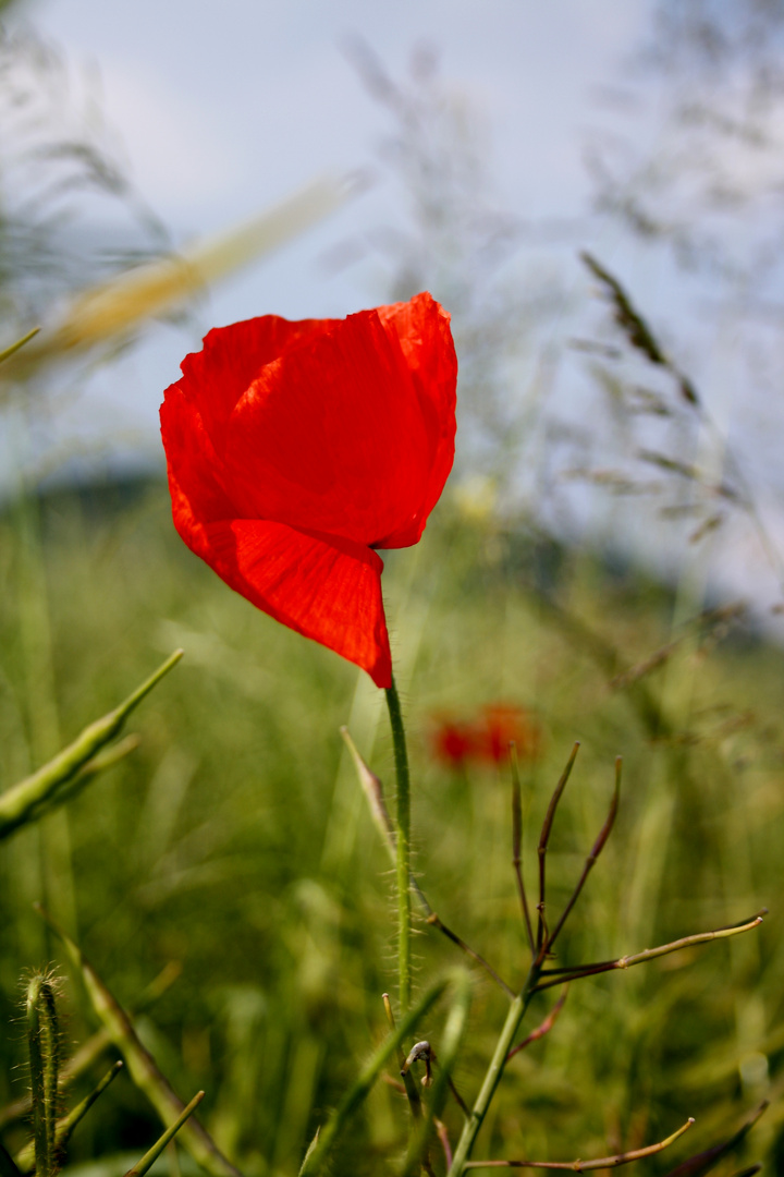 Mohn