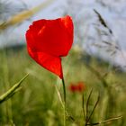 Mohn