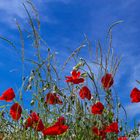 MOHN