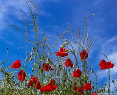 MOHN