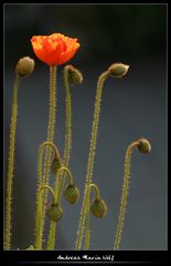 Mohn