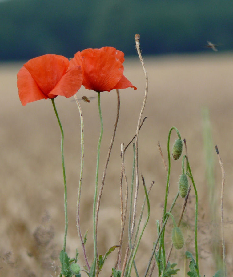 Mohn