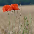 Mohn