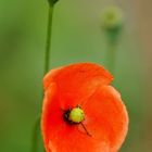 Mohn