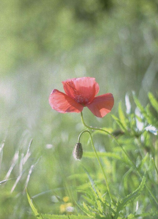 Mohn