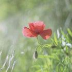 Mohn