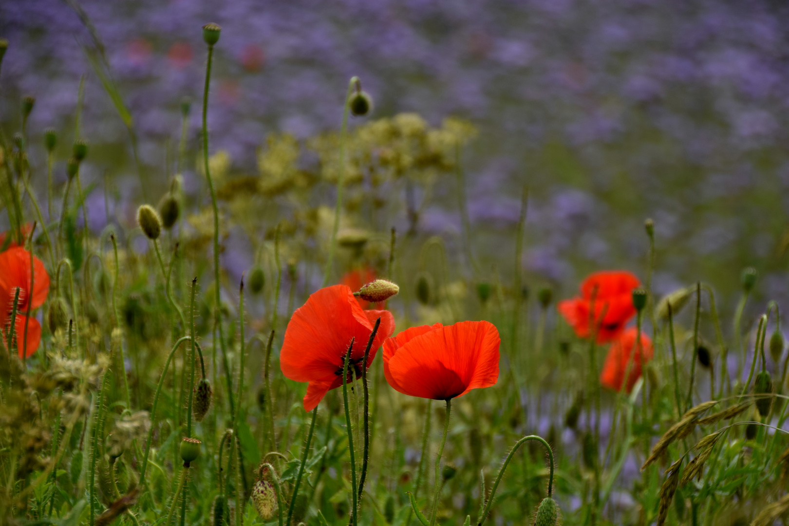 Mohn