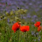 Mohn