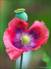 Mohn