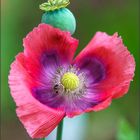 Mohn